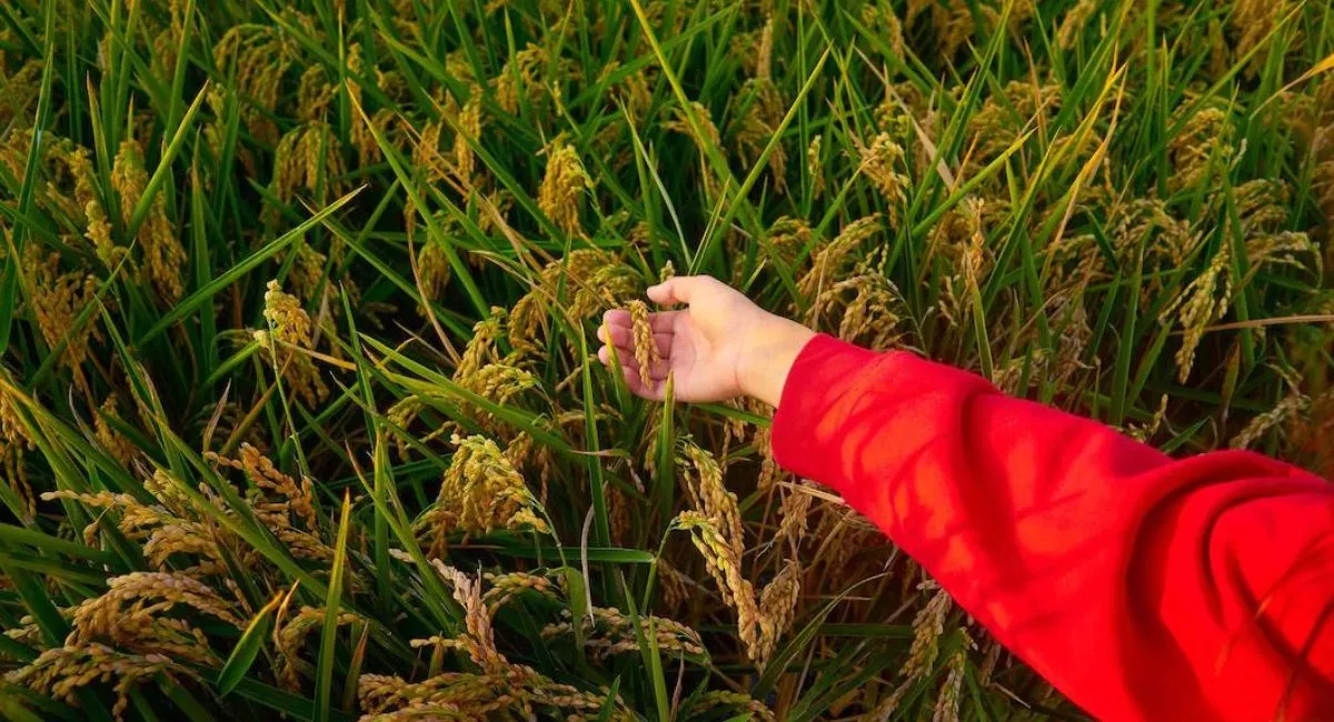 pakistans-agriculture-sector-2023