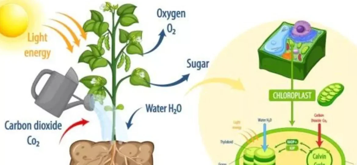 Artificial Photosynthesis